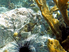 Orange Spotted Filefish 6